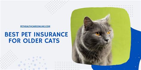 best pet insurance for old cats.insfindrq.com.